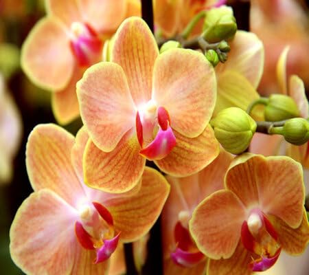 red orchid flower seeds