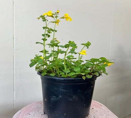 Yellow Mimulus guttatus Flower Seeds