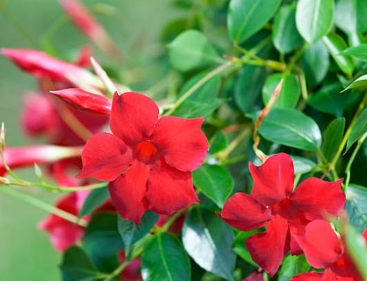 Red Mandevilla Flower Seeds