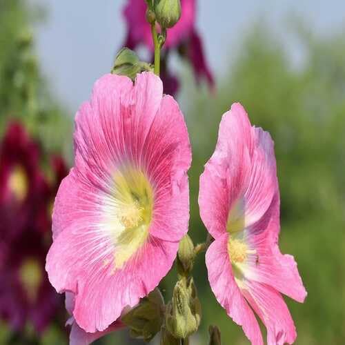 Pink Hollyhock Flower Seeds