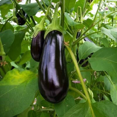Black Brinjal vegetable seeds - Heirloom, Organic, Non Gmo Garden Seeds for kitchen garden planting