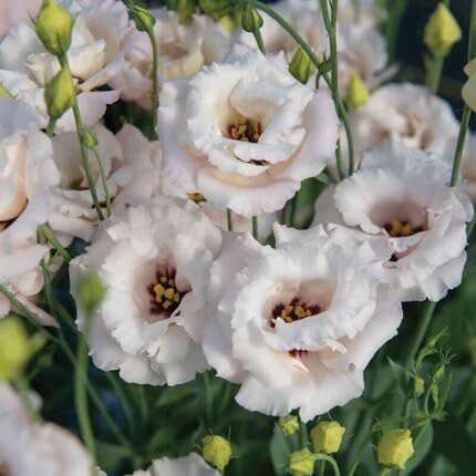 White Lisianthus Flower Seeds
