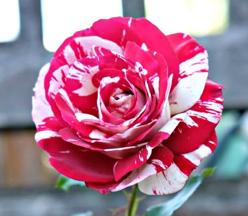 Pink Osiria Rose Flowers Seeds
