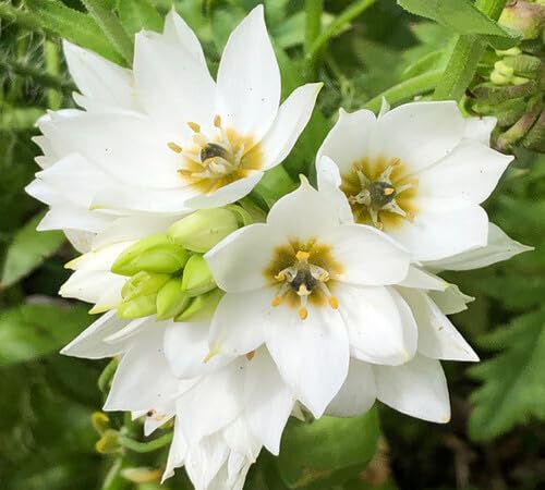 White Chincherinchee Flower Seeds