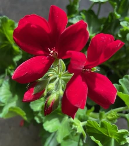 Red Climbing Geranium Flower Seeds