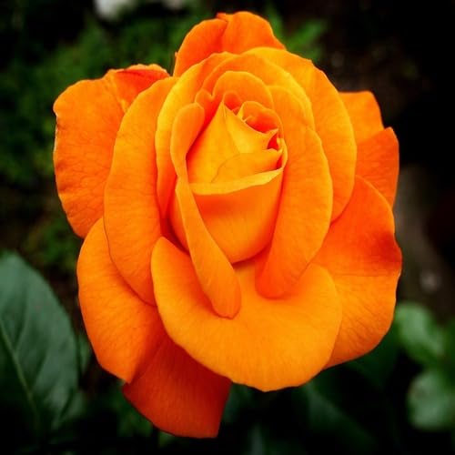 Orange Rose Flower Seeds