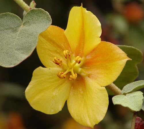 Yellow Fremontia Flower Seeds