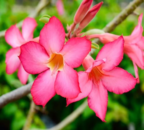 Adenium Flower Seeds