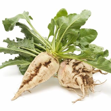 White Beetroot vegetable seeds for Home Gardening, Organic Raised Bed Garden Favorite for kitchen garden planting