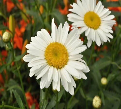 White Leucanthemum Flower Seeds
