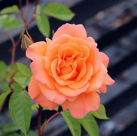 orange rose flower Fruit Seeds organic garden seeds
