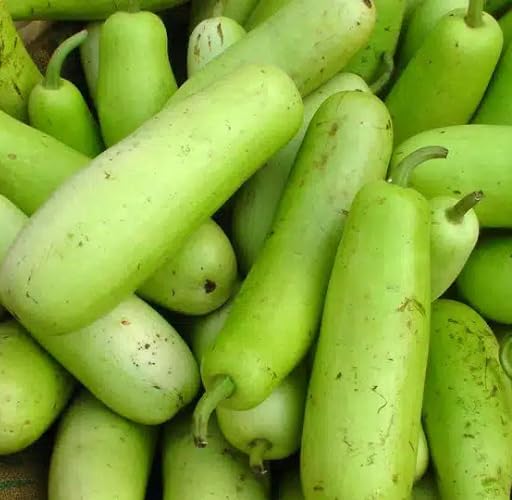 Giant Bottle Gourd Green vegetable seeds for Home Gardening, Heirloom, Non-GMO, High for kitchen garden planting
