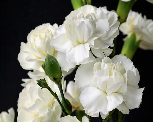 white carnation flower seeds