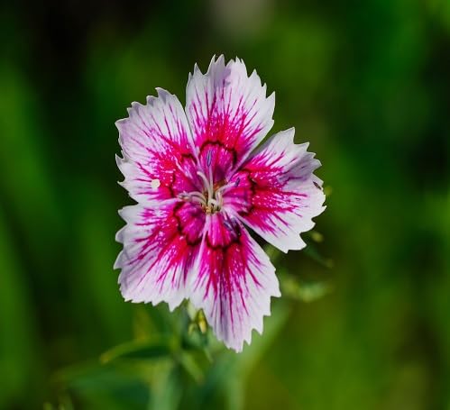 Pink White Dianthus Flower Seeds