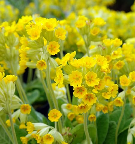 Yellow Primula Veris Flower Seeds