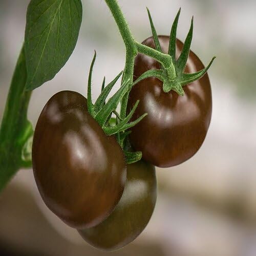 Brown Tomato vegetable seeds for Home Gardening, Fast Growing Home Garden Variety Premium for kitchen garden planting
