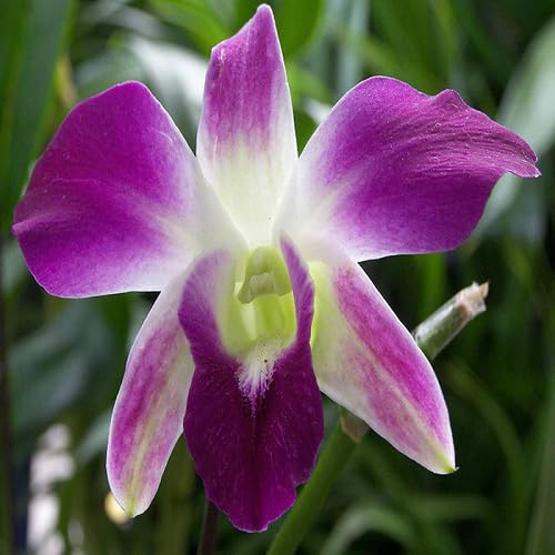 Purple Dendrobium Flowering Plant Seeds