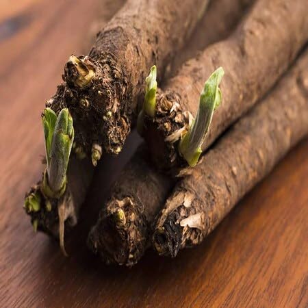 Salsify vegetable seeds for Home Gardening, Nutritious Backyard Harvest Collection for kitchen garden planting