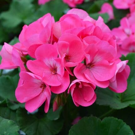 Pink Pelargonium sidoides Flower Seeds