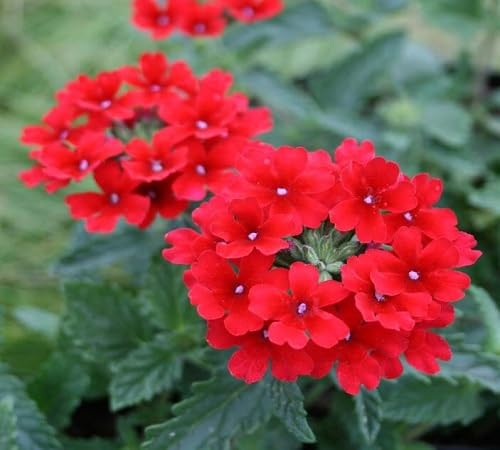 verbena hybrida flower seeds