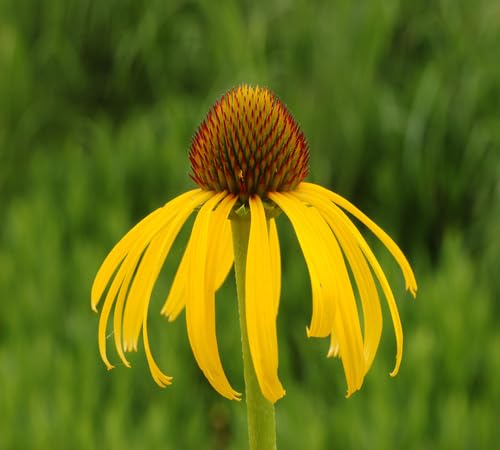 Yellow Ratibida Flower Seeds