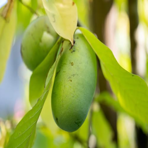 asimina triloba fruit green Fruit Seeds organic garden seeds