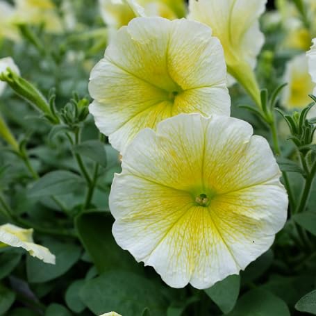 White Yellow surfinia Flower Seeds