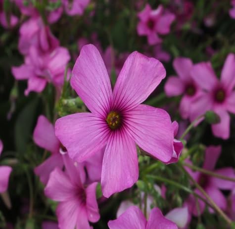 OXALIS ARTICULATA FLOWER SEEDS
