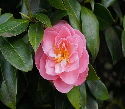 Camellia Flower Seeds