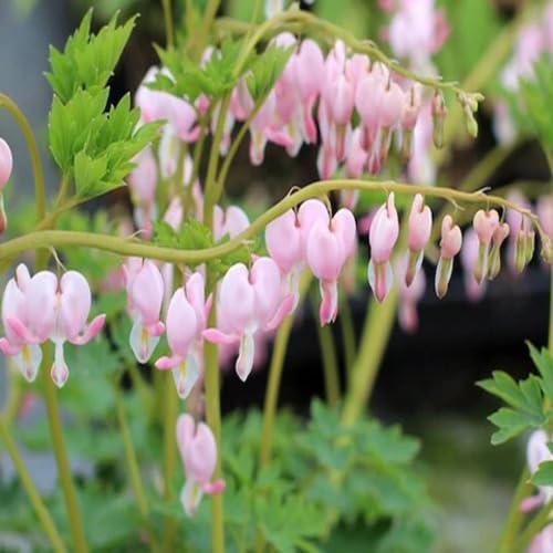 Pink Light Astilbe Flower Seeds