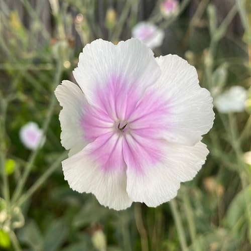 Pink White Lychnis Flowers Seed.