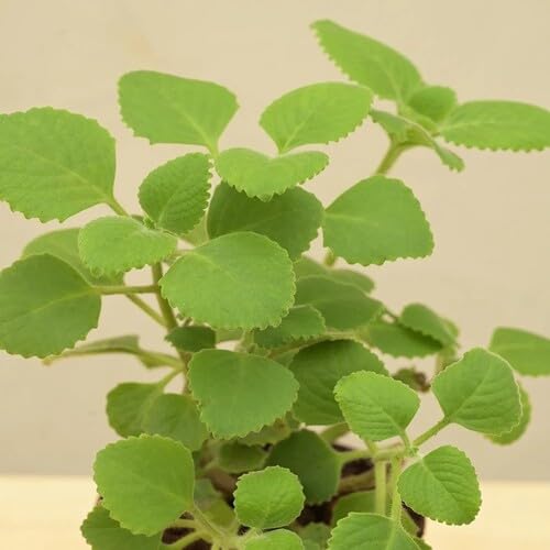 Green Cuban Oregano Plants Seeds herb seeds - organic, fresh harvest garden seeds
