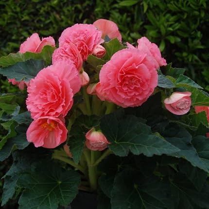 Pink Begoina Flower Seeds