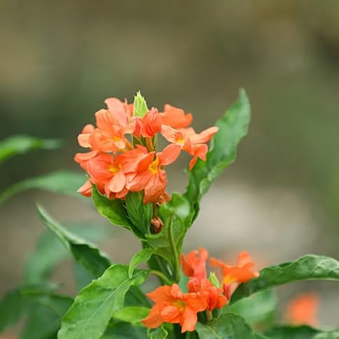 Crossandra Flower Seeds