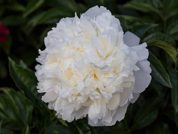 White Peony Flower Seeds