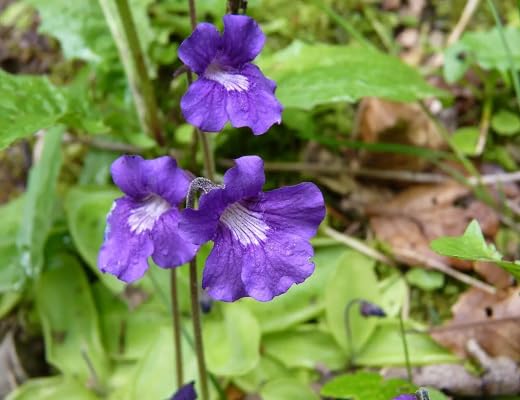 Purple Pinguicula grandiflora Flower Seeds