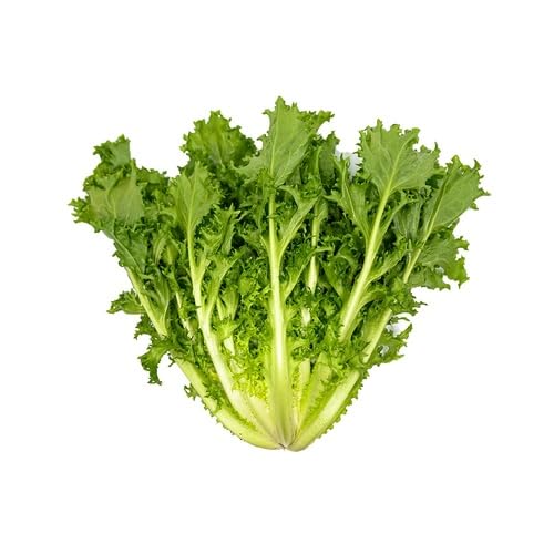 Green Endive vegetable seeds - Heirloom, Organic, Non Gmo Garden Seeds for kitchen garden planting