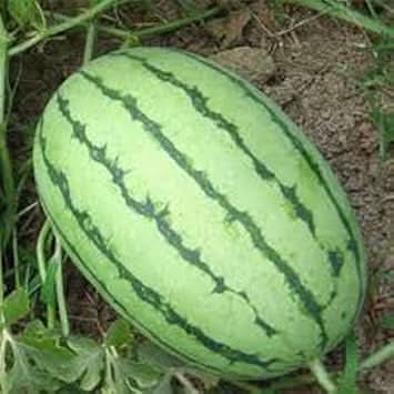 Light Green Watermelon Fruit Refreshing Summer Crops For Fruit Seeds