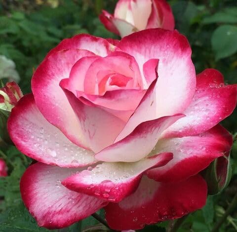 Pink White Rose Flower Seeds