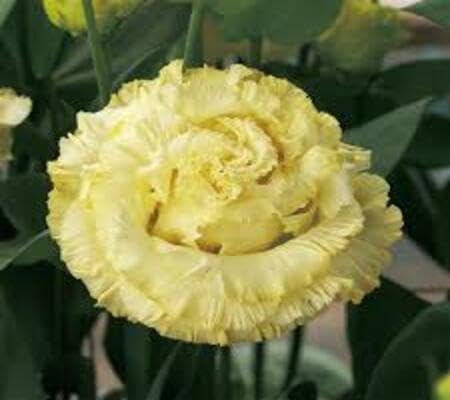 White Lisianthus Flower Seeds