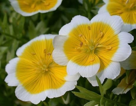 White Limnanthes Flower Seeds