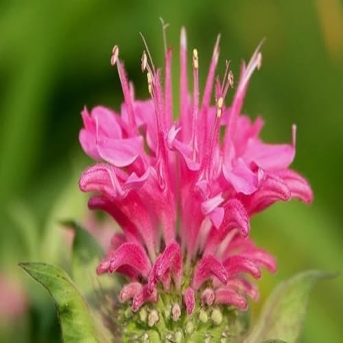 Pink Monarda Flower Seeds