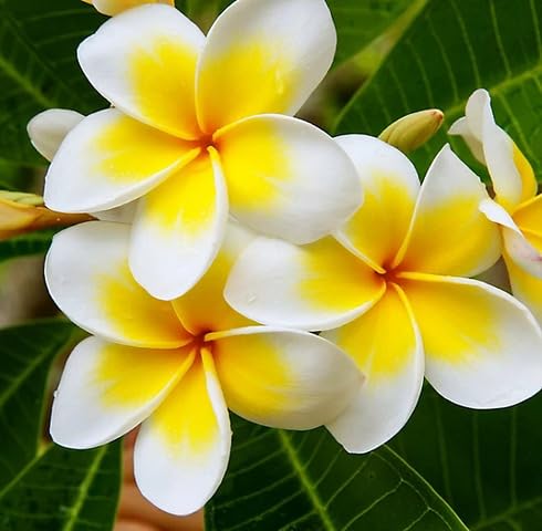 White Yellow Plumeria Flower Seeds