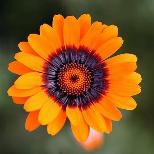 Ursinia Flower Seeds