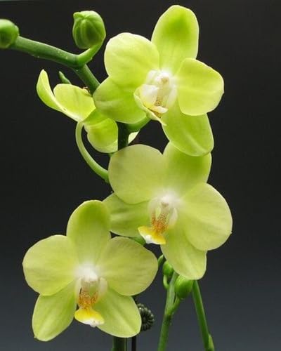 Green Phalaenopsis Orchid Flower Seeds