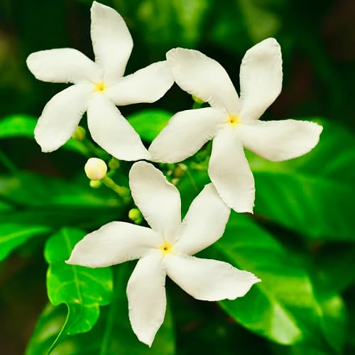 White Tabernaemontana Flower Seeds