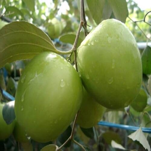 Jujube Green fruit seeds for organic garden planting