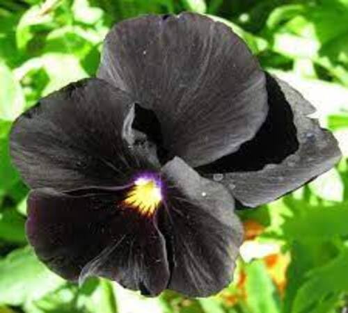 Black Giant Pansy Flower Seeds
