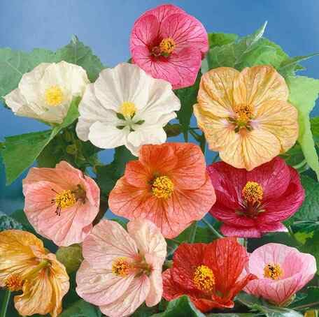Mixed Abutilon Bellvue Flower Seeds