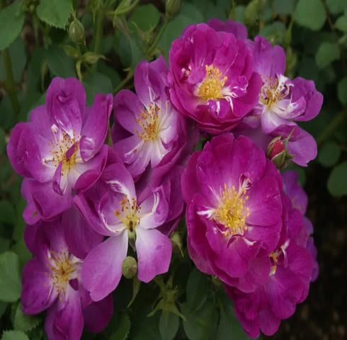 Purple Climbing Rose Flower Seeds